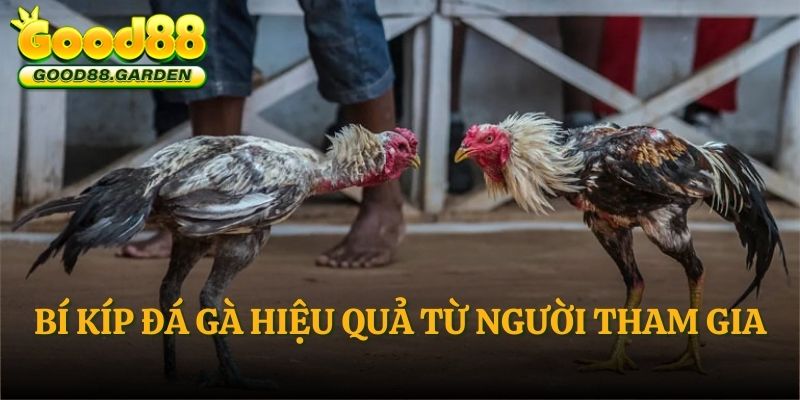 bi-kip-da-ga-hieu-qua-tu-nguoi-tham-gia