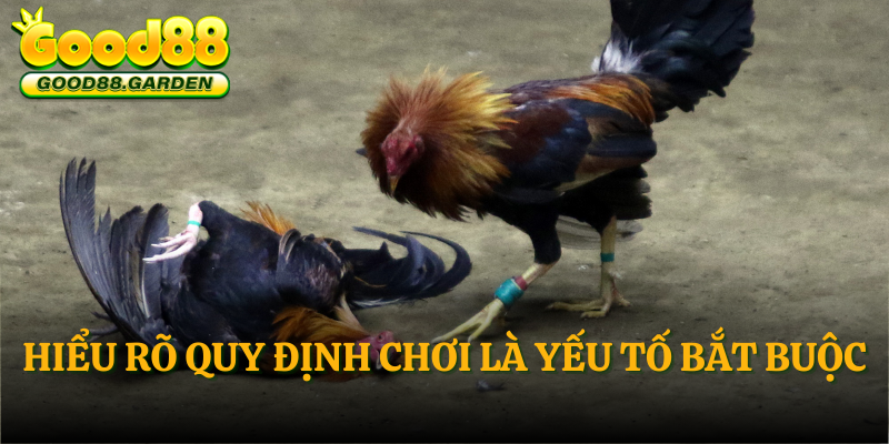 hieu-ro-quy-dinh-choi-la-yeu-to-bat-buoc