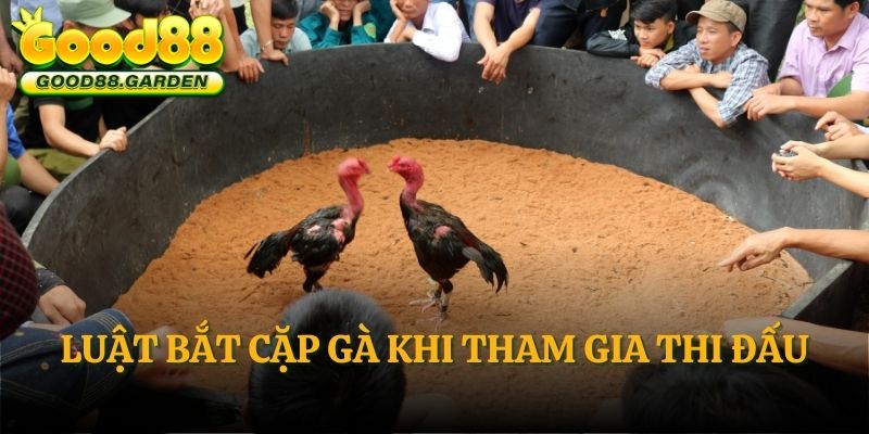 luat-bat-cap-ga-khi-tham-gia-thi-dau