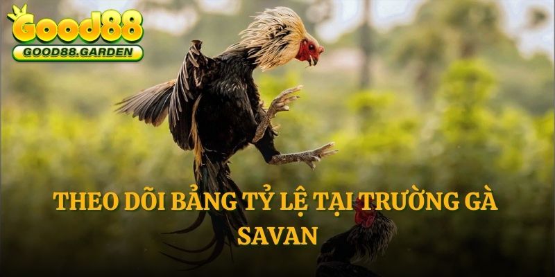 theo-doi-bang-ty-le-tai-truong-ga-savan