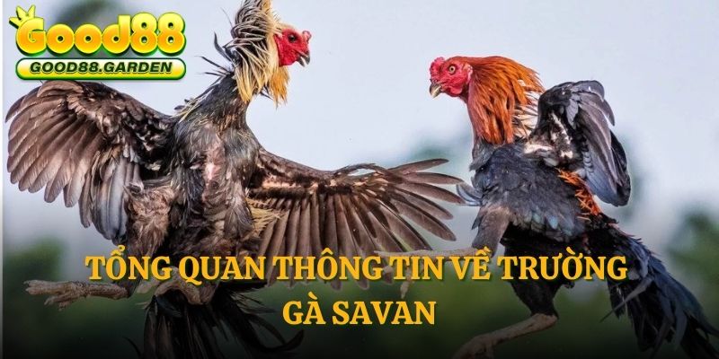 tong-quan-thong-tin-ve-truong-ga-savan