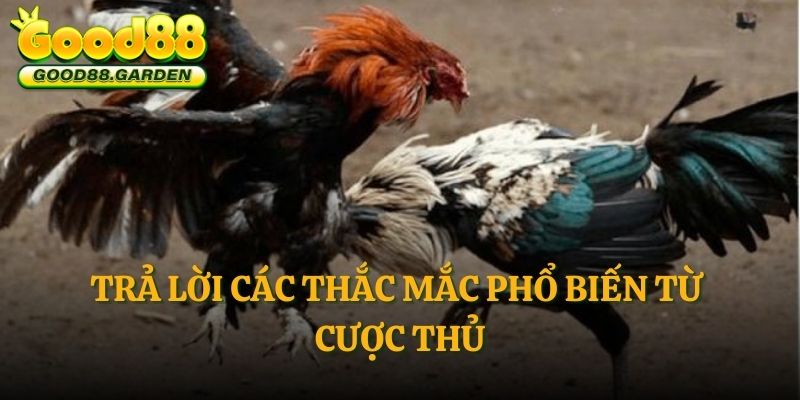 tra-loi-cac-thac-mac-pho-bien-tu-cuoc-thu