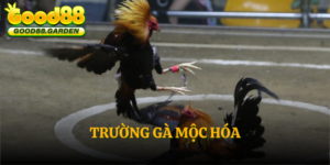 truong-ga-moc-hoa