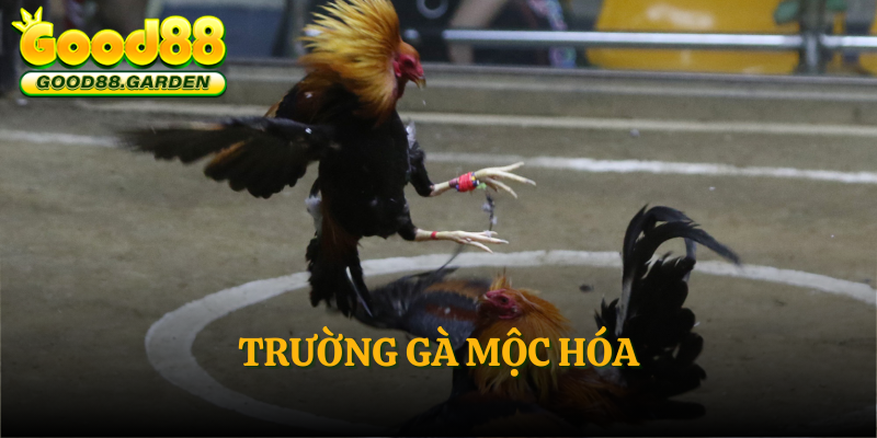 truong-ga-moc-hoa