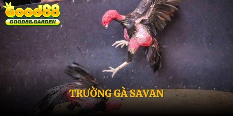 truong-ga-savan